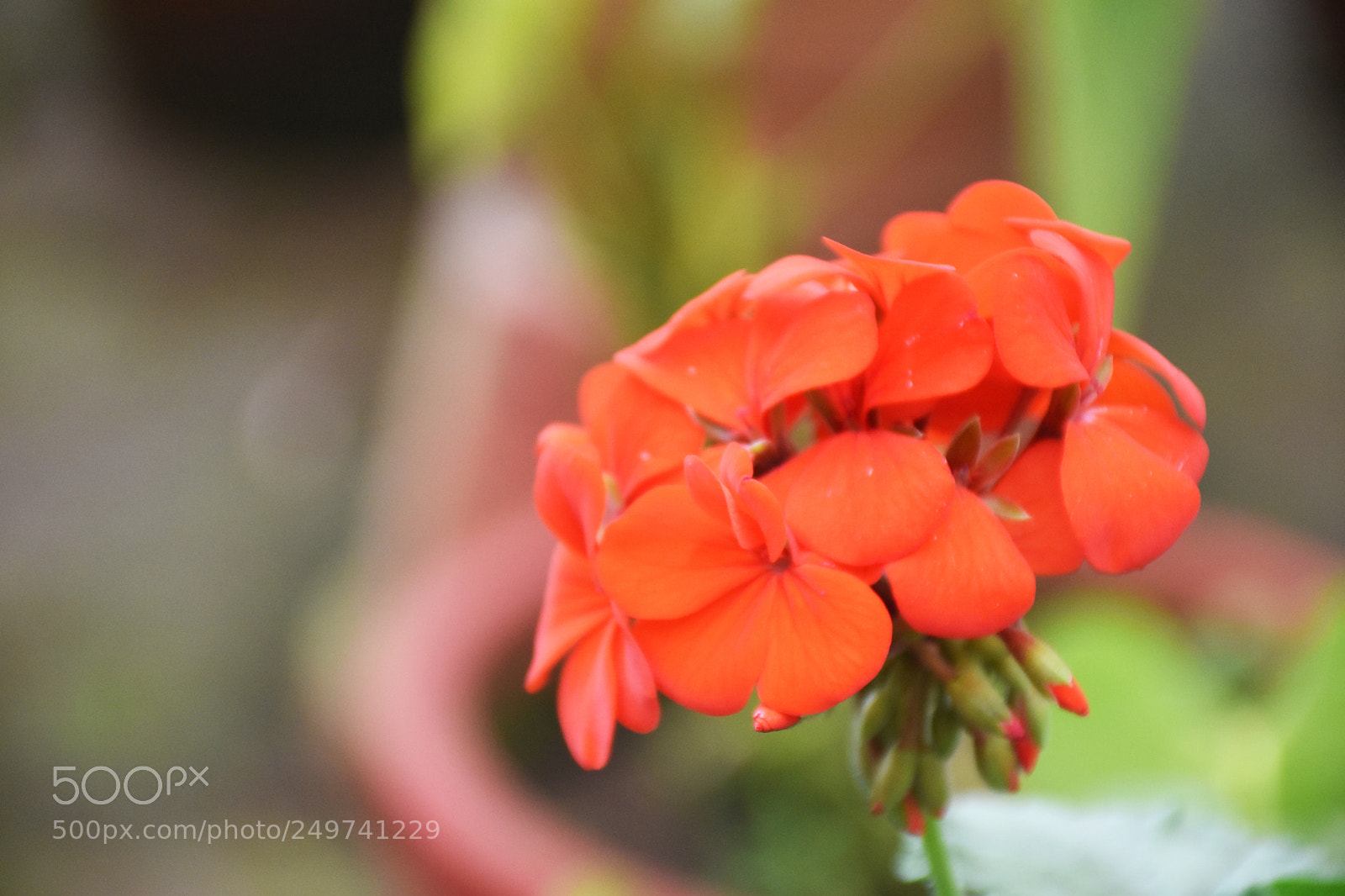 Nikon D5600 sample photo. Rose garden , munnar photography