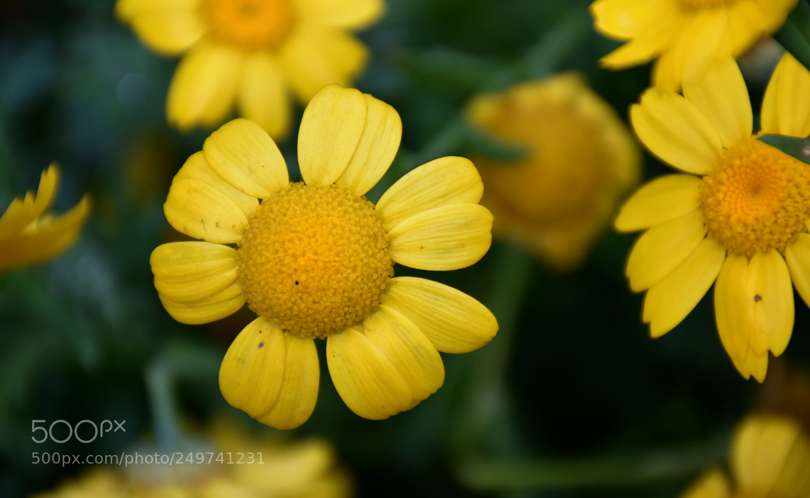 Nikon D5600 sample photo. Rose garden , munnar photography