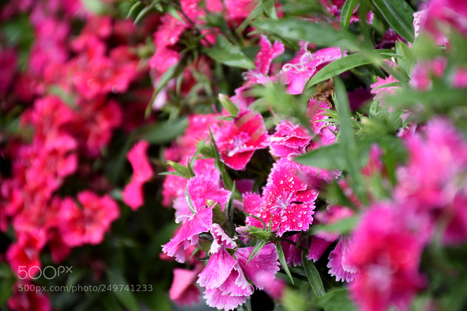 Nikon D5600 sample photo. Rose garden , munnar photography