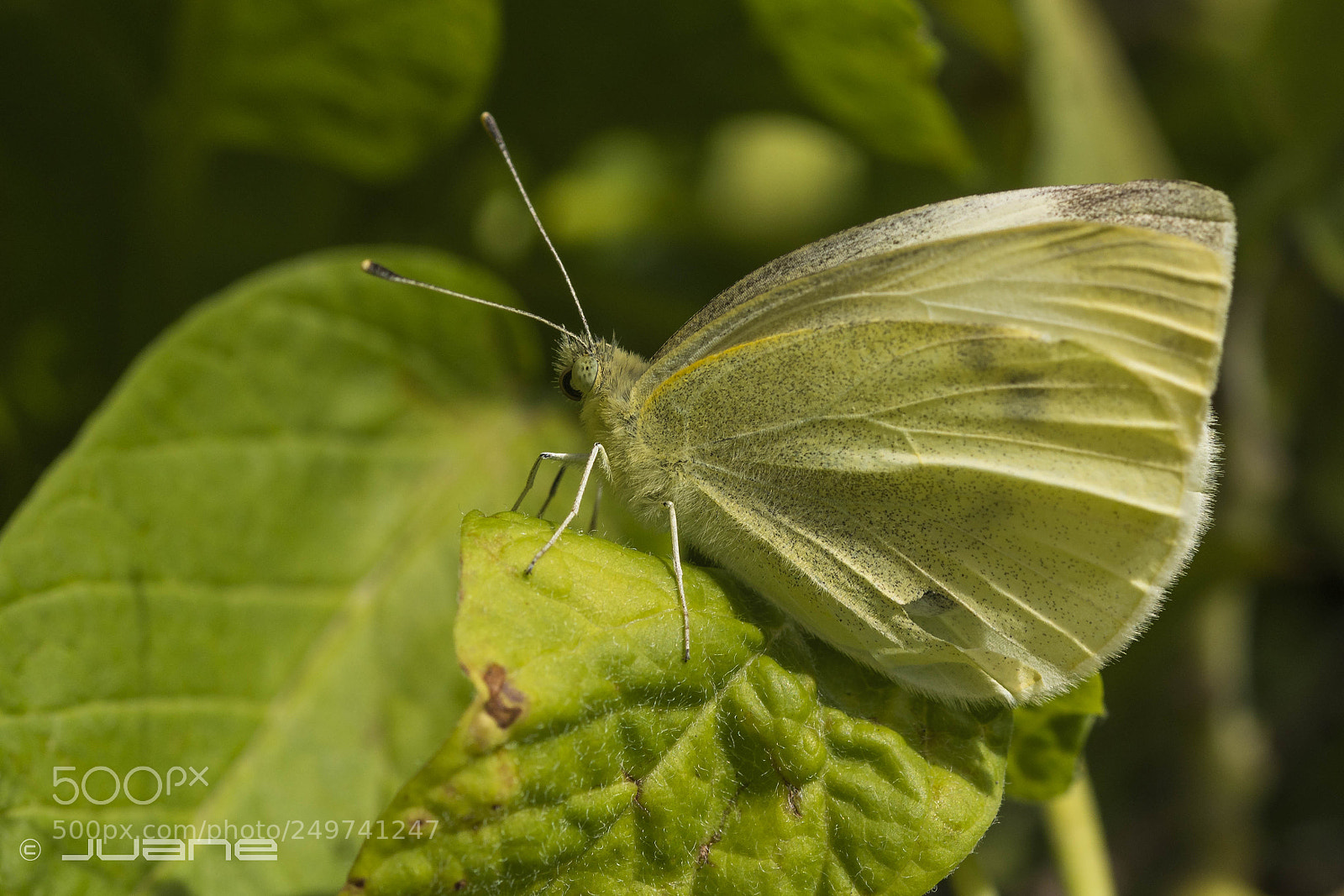 Sony a6300 sample photo. Pieris rapae. photography