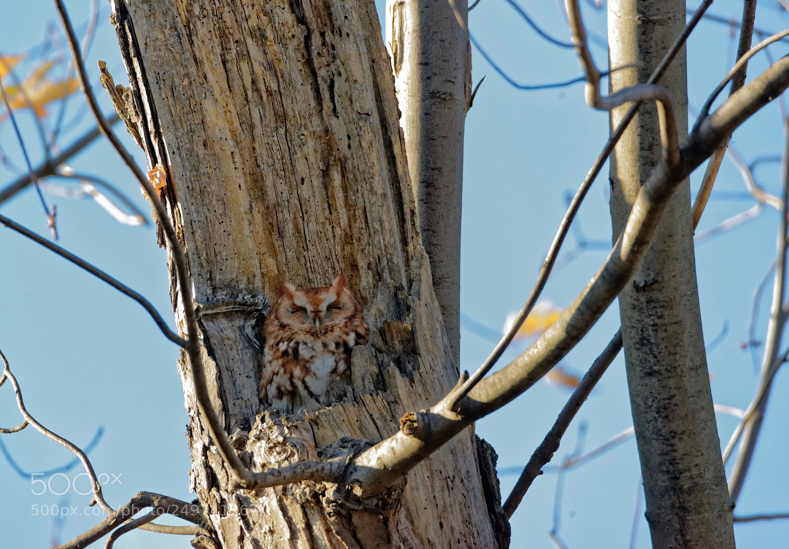 Nikon D800 sample photo. Owls photography