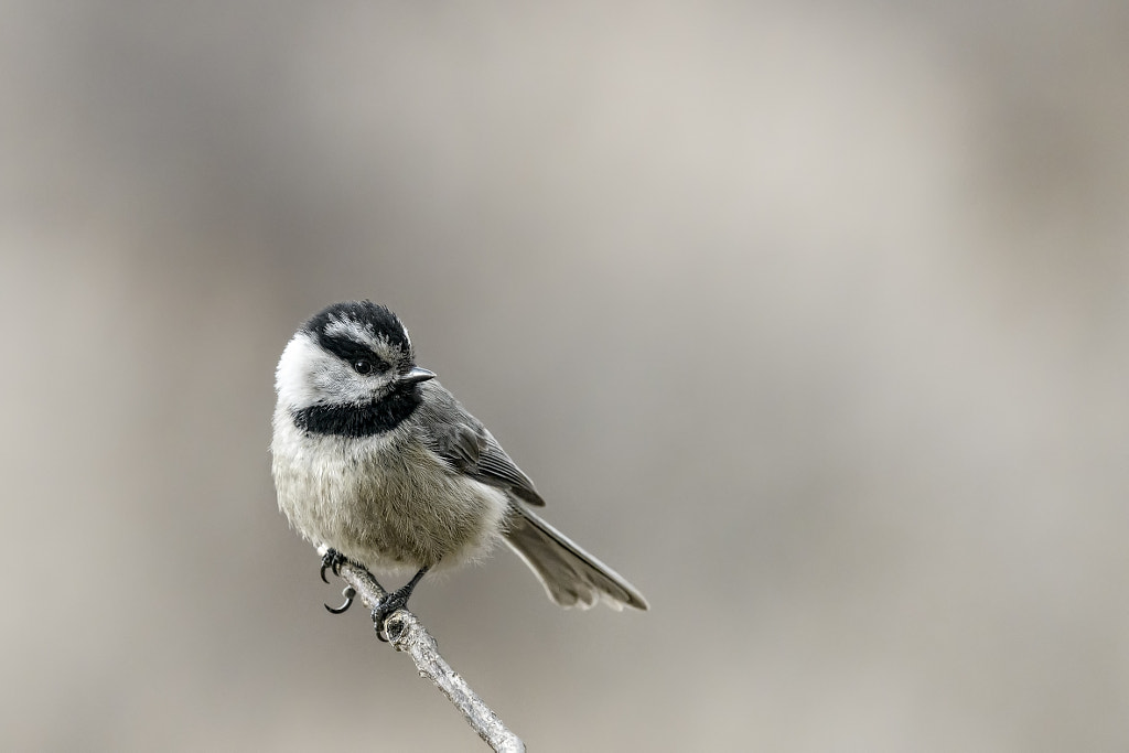 In the Queue by Craig Goettsch on 500px.com