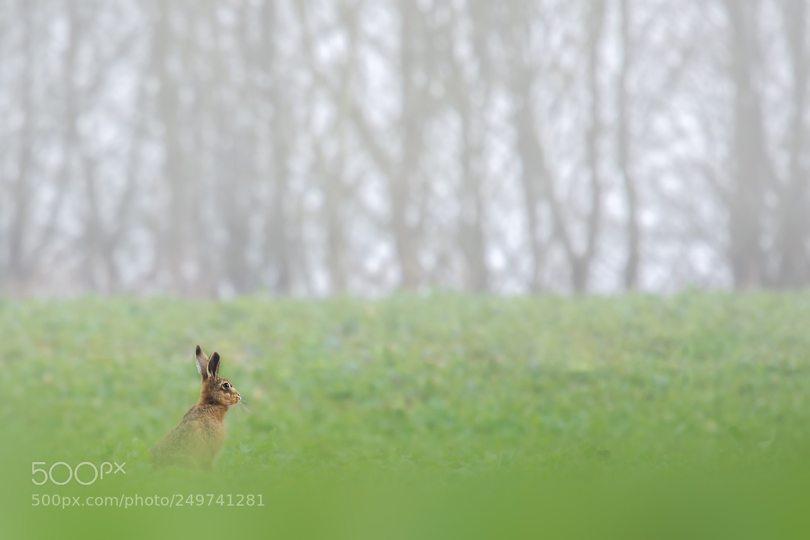 Nikon D7200 sample photo. Brown hare photography