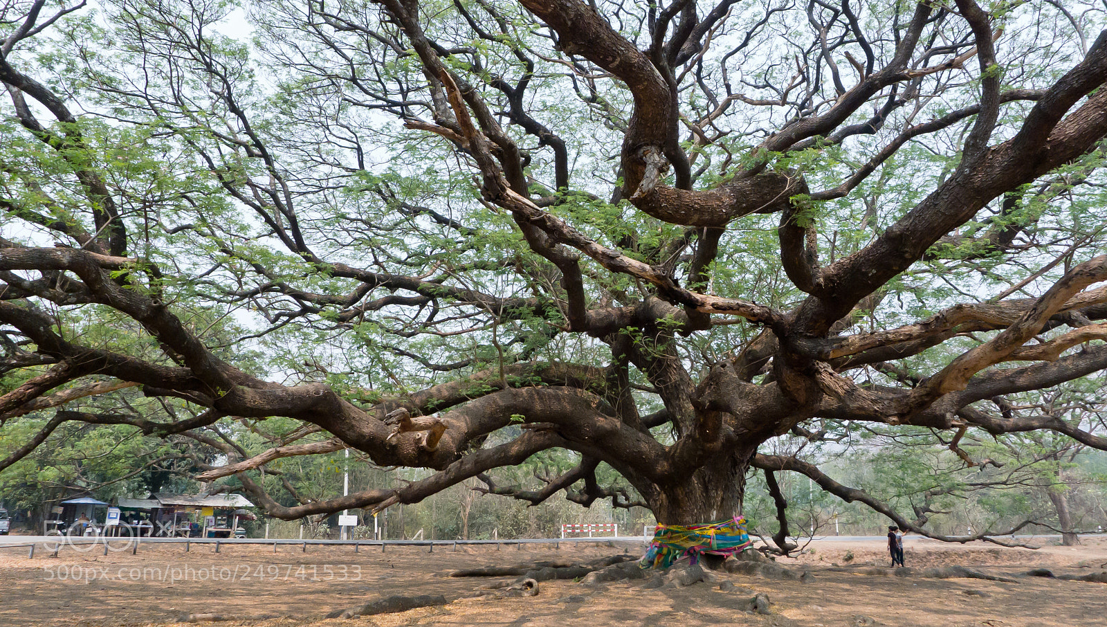 Panasonic Lumix DMC-LX5 sample photo. Giant rain tree, the photography