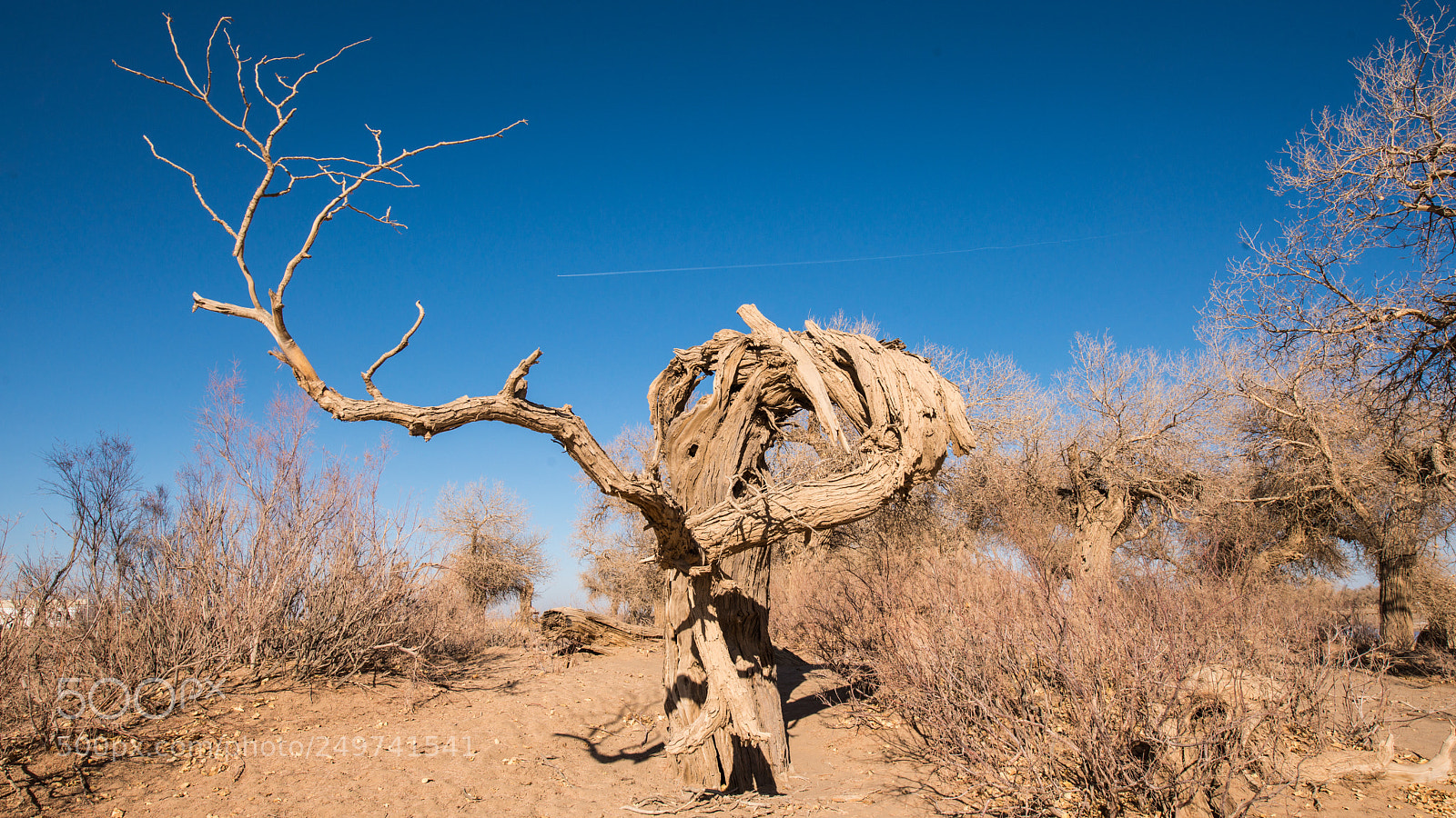 Nikon D800E sample photo. A thousand years of photography