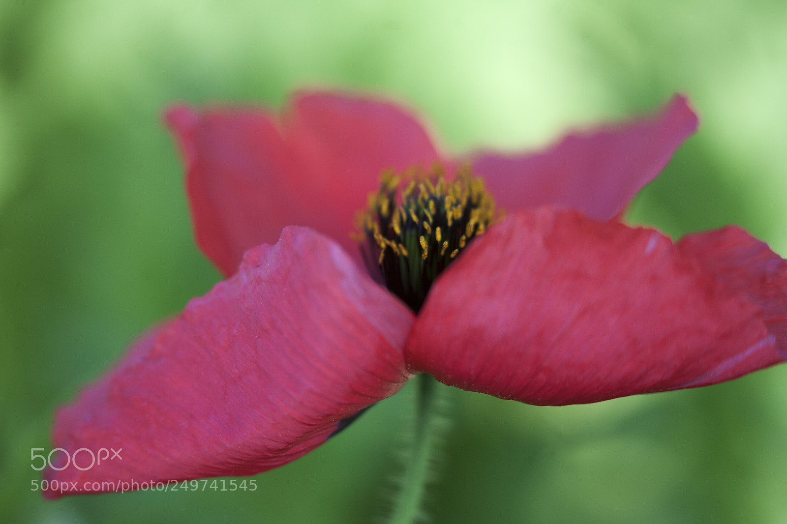 Canon EOS 5D sample photo. En rojo. photography