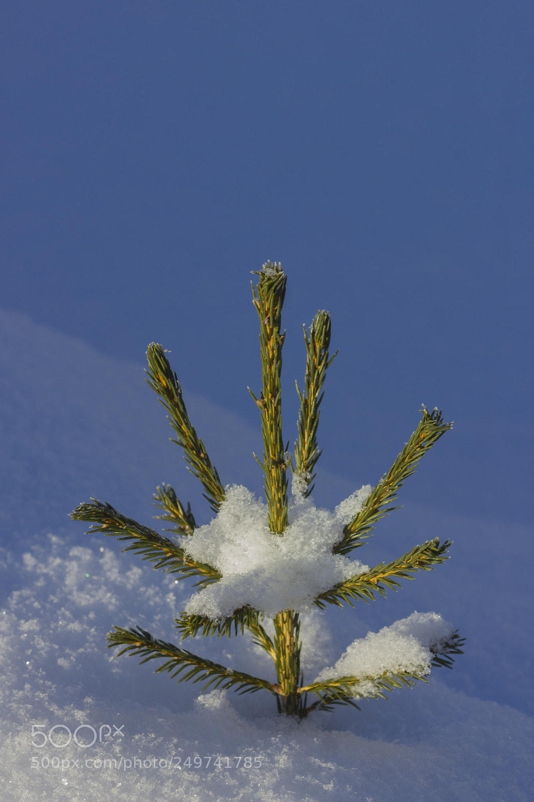 Canon EOS 550D (EOS Rebel T2i / EOS Kiss X4) sample photo. Snowbound photography