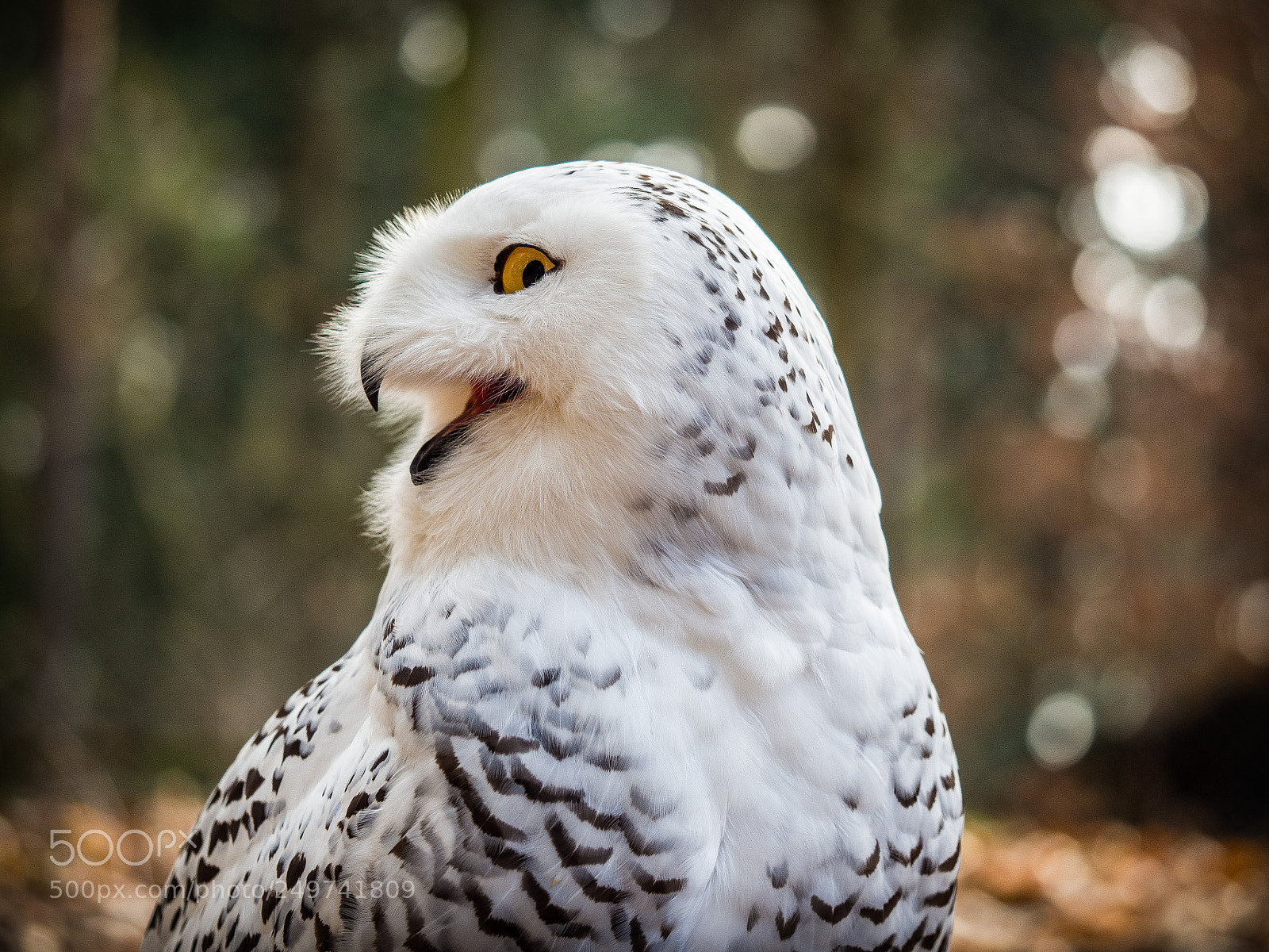 Olympus OM-D E-M10 II sample photo. The snowy owl sitting photography