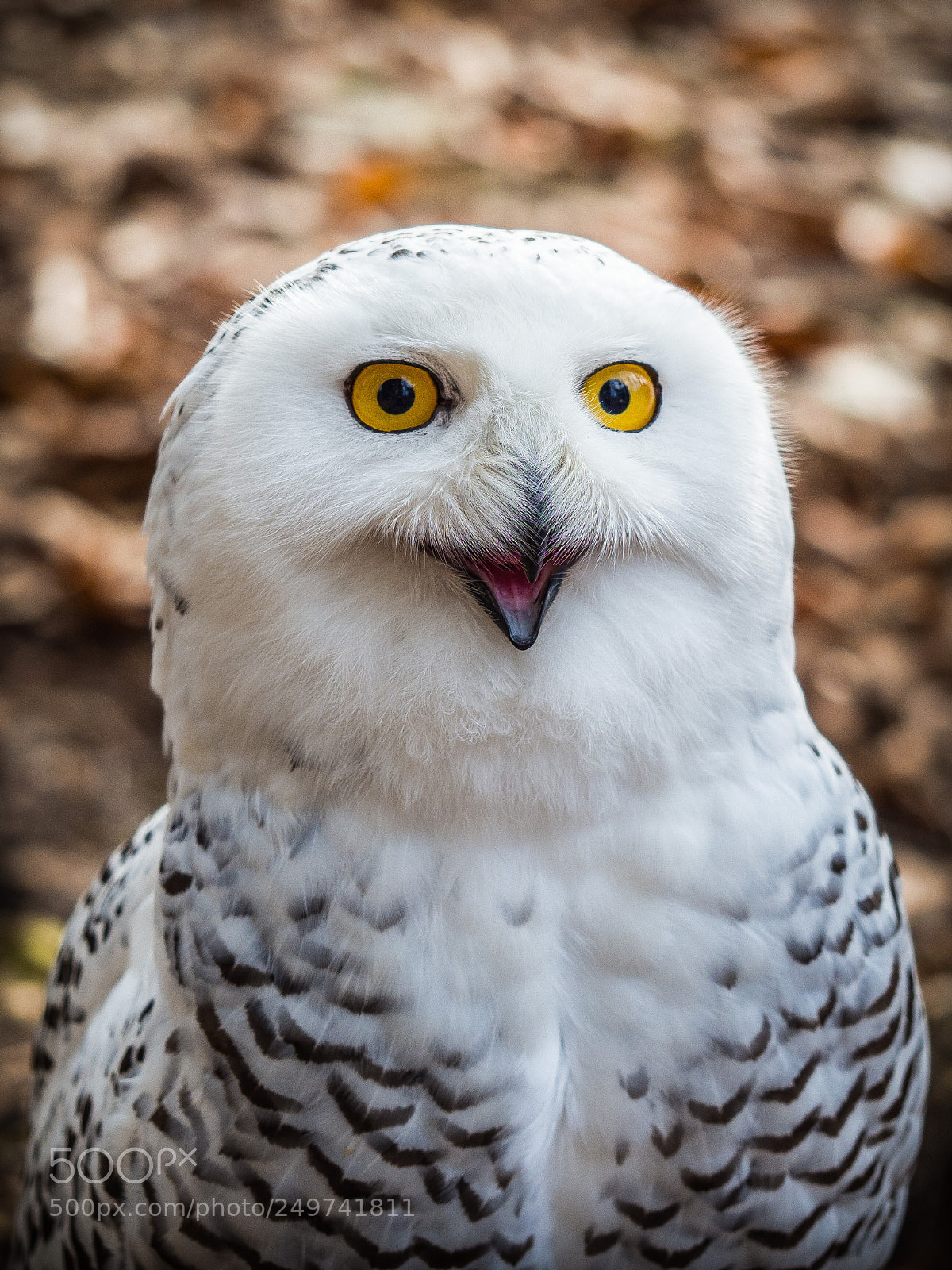 Olympus OM-D E-M10 II sample photo. The snowy owl sitting photography