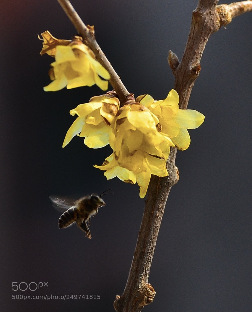 Nikon D7000 sample photo. Bee·lamei photography