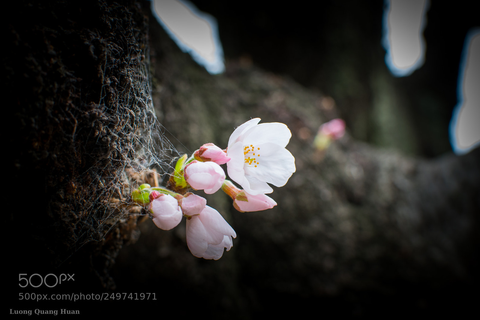 Nikon D5300 sample photo. Sakura flower-bud photography
