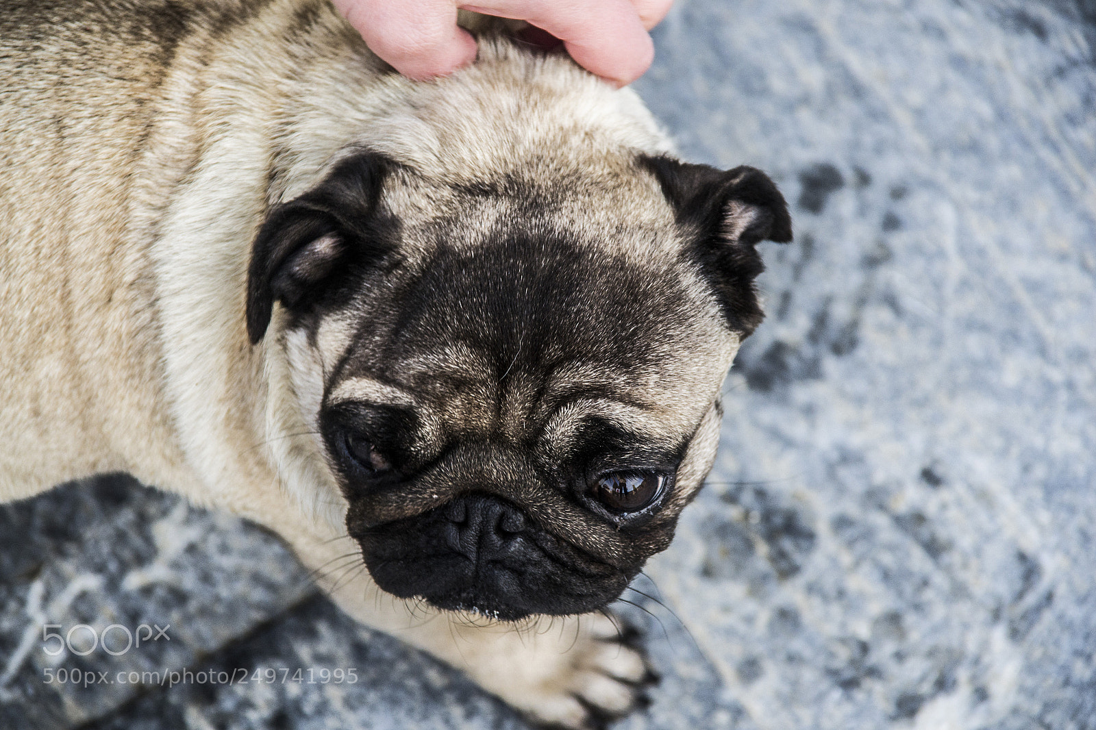 Nikon D3100 sample photo. Pug at ljubljana castle photography