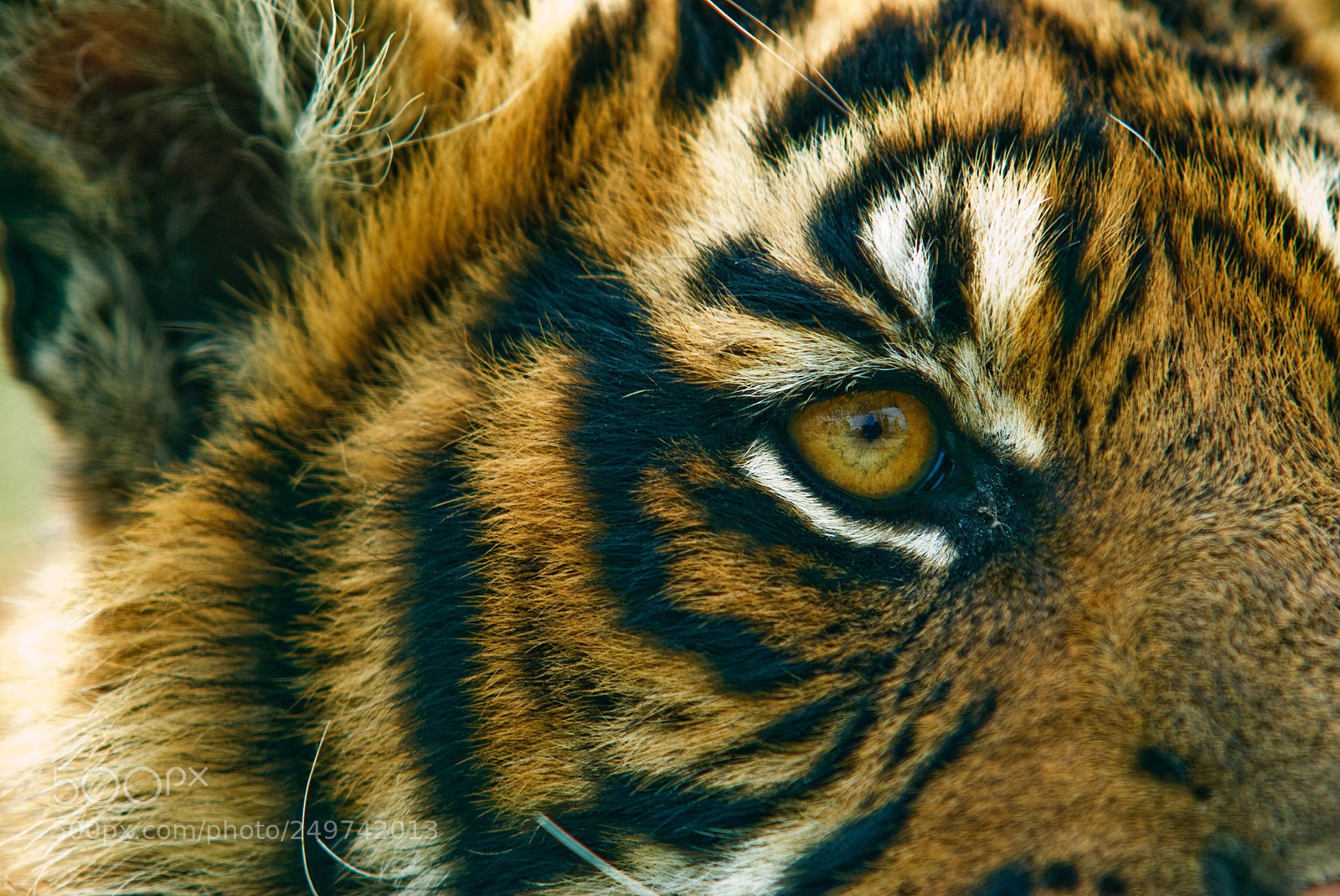 Nikon D200 sample photo. Tiger photography