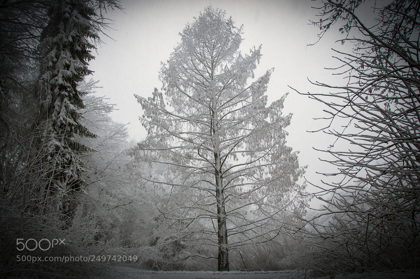 Nikon D500 sample photo. Winter tree photography