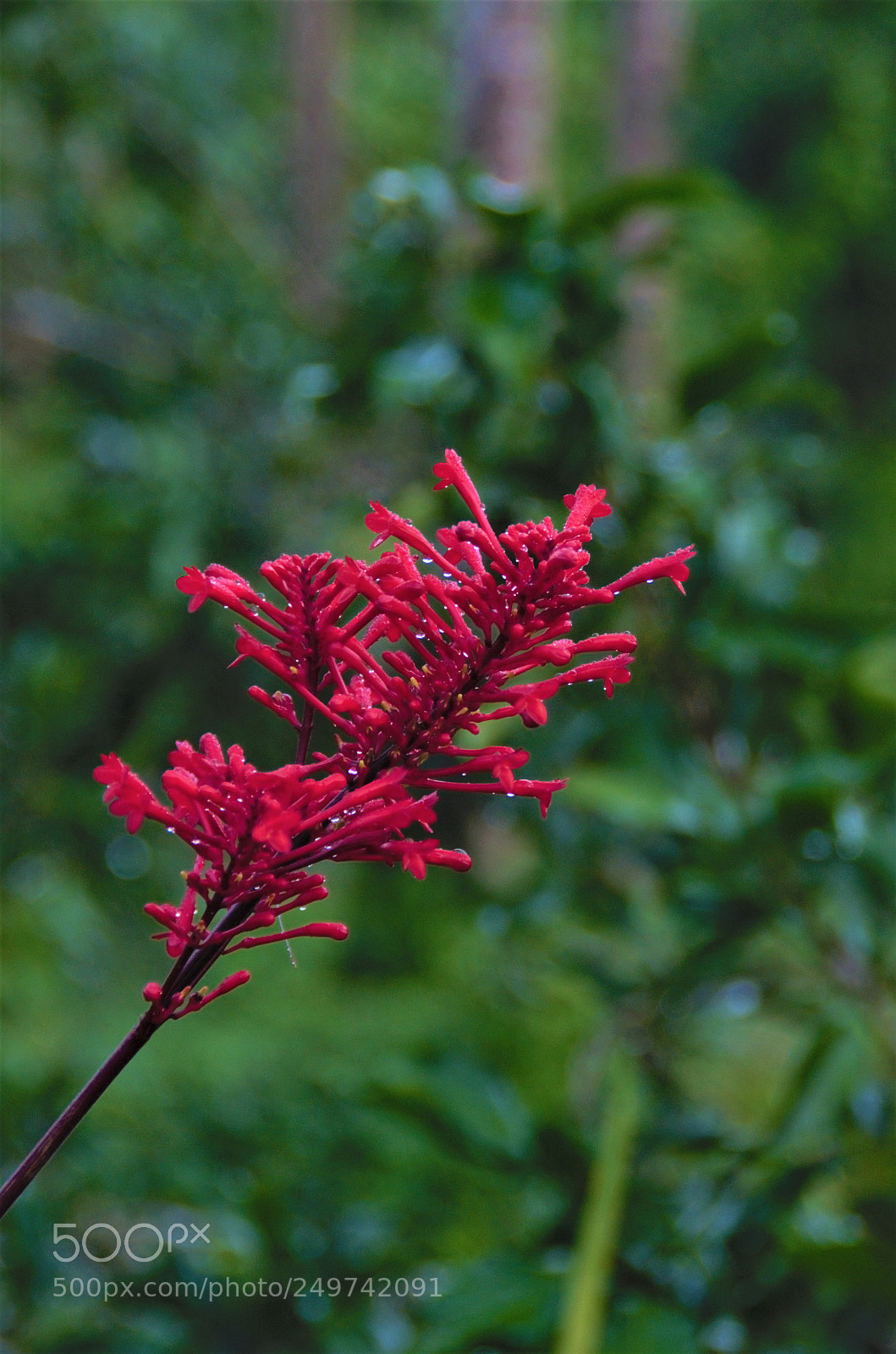 Nikon D7000 sample photo. At el yunque rainforest photography