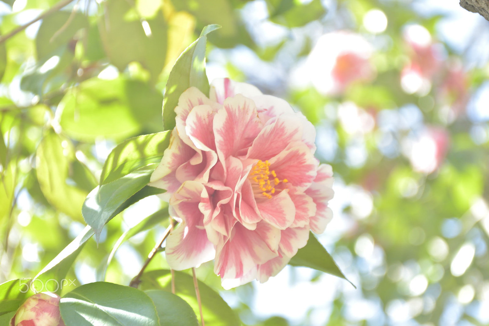 Nikon D5500 sample photo. Tsubaki photography