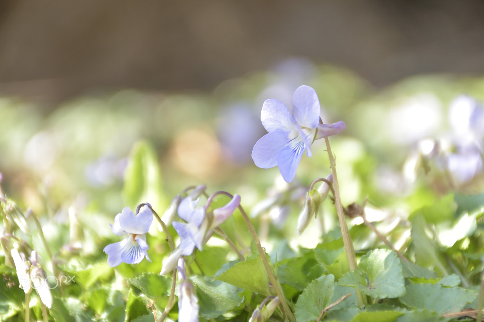 Nikon D5500 sample photo. Small things photography