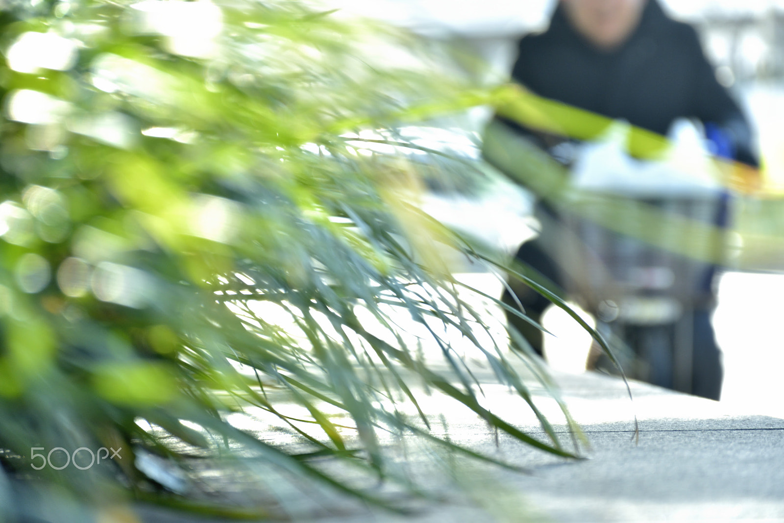 Nikon D5500 sample photo. Running photography