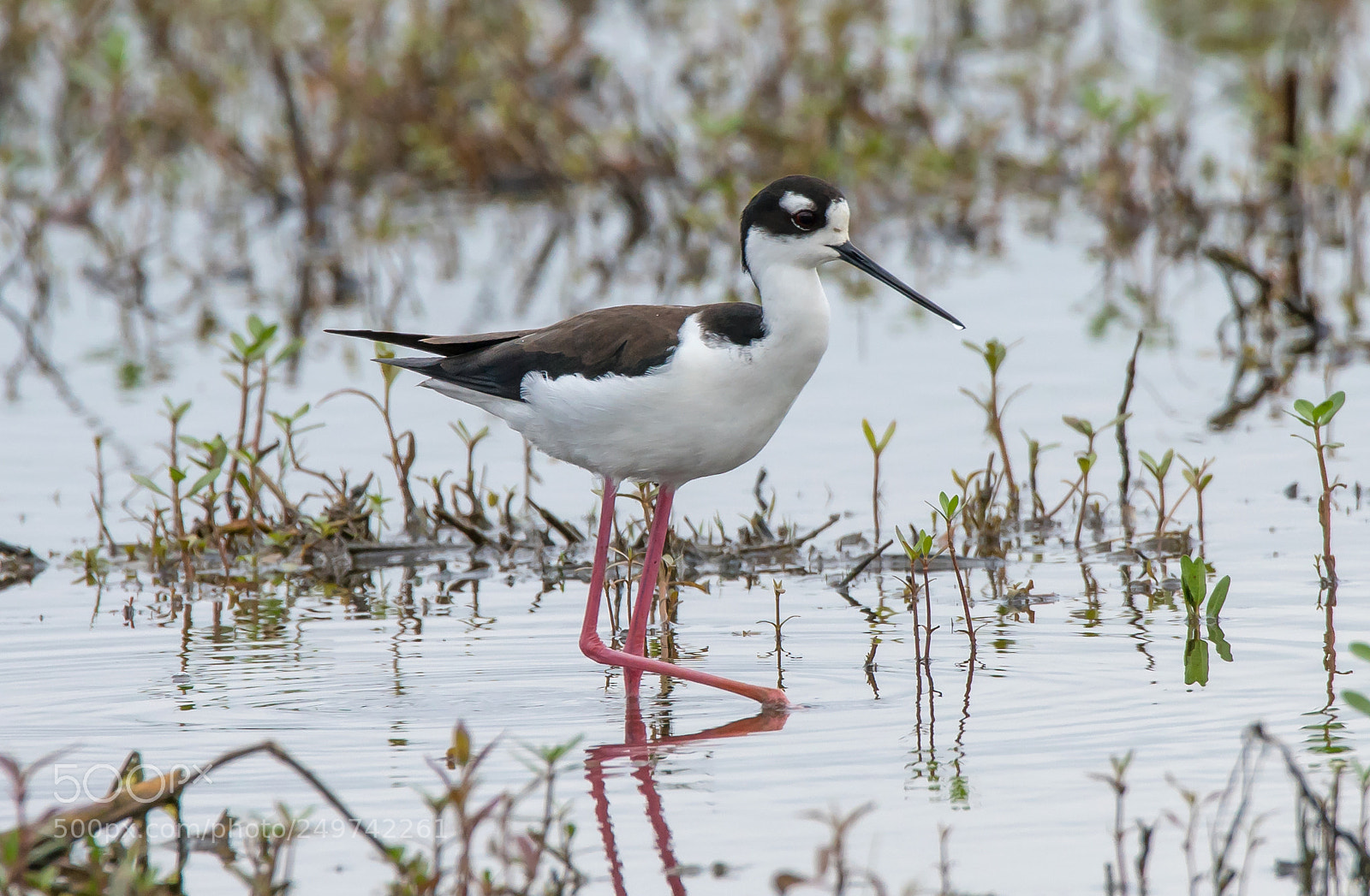 Sony a7R II sample photo. Black headed stilt in photography