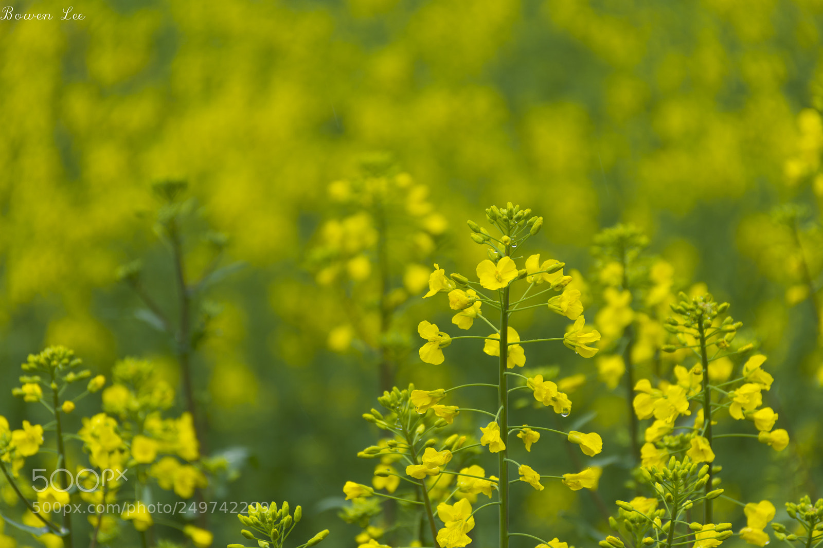 Nikon D7200 sample photo. Rape flowers photography