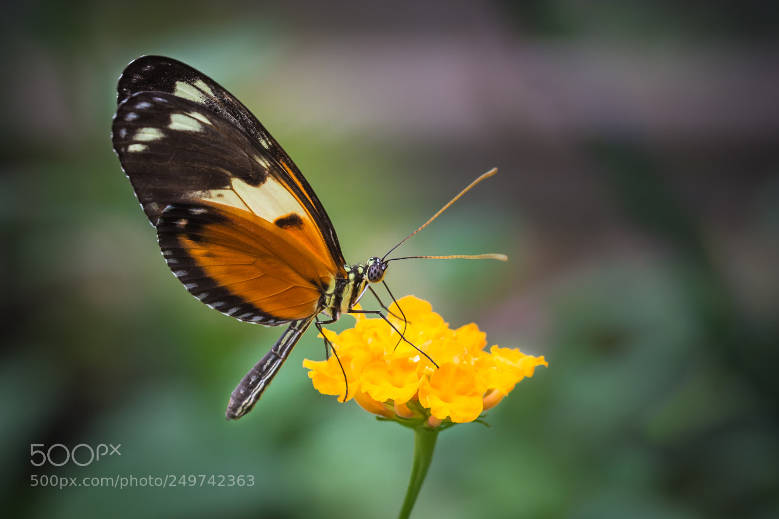 Canon EOS 700D (EOS Rebel T5i / EOS Kiss X7i) sample photo. Butterfly photography