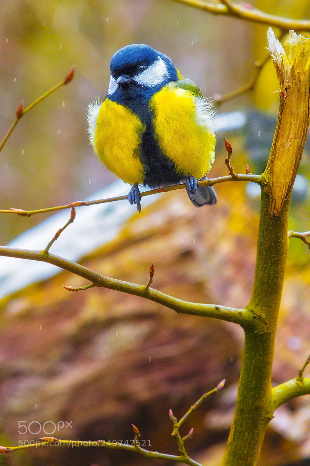 Canon EOS 60D sample photo. Brrr... will this be photography