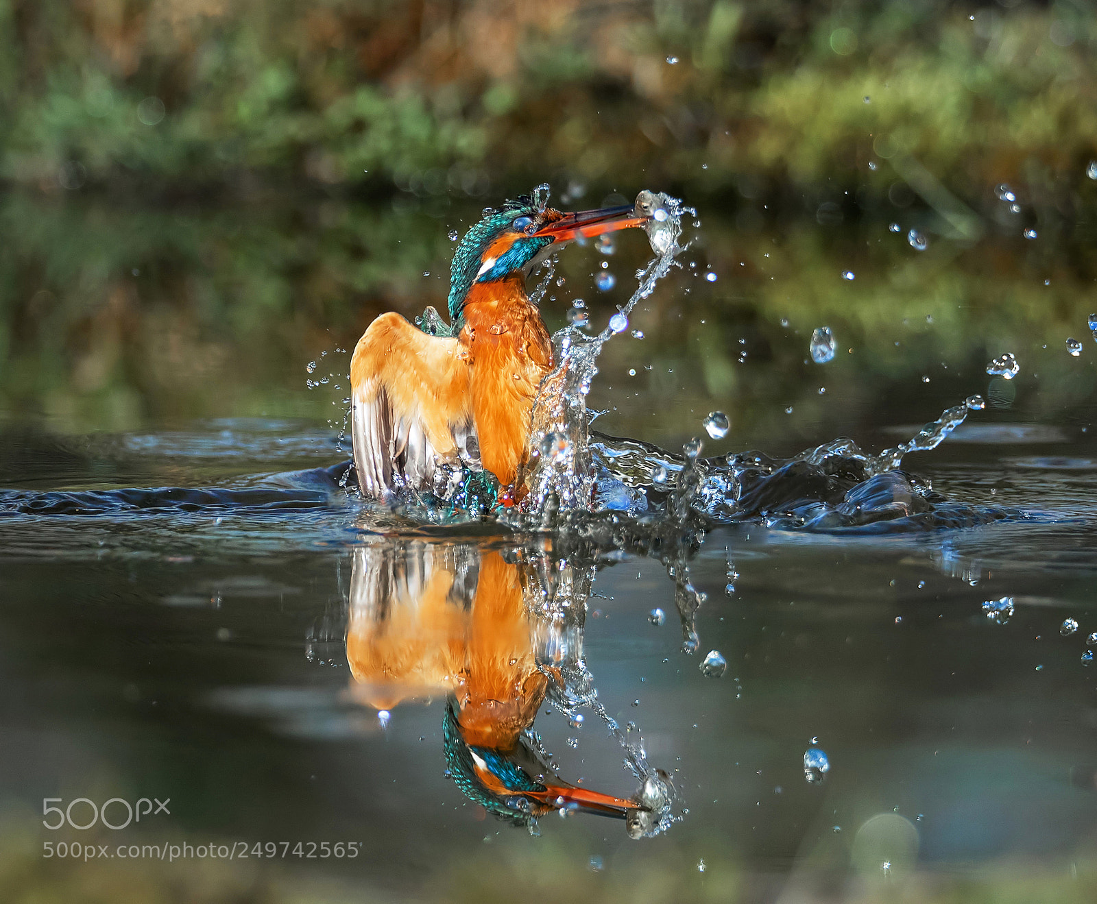 Canon EOS-1D X Mark II sample photo. Kingfisher splash!!!! photography