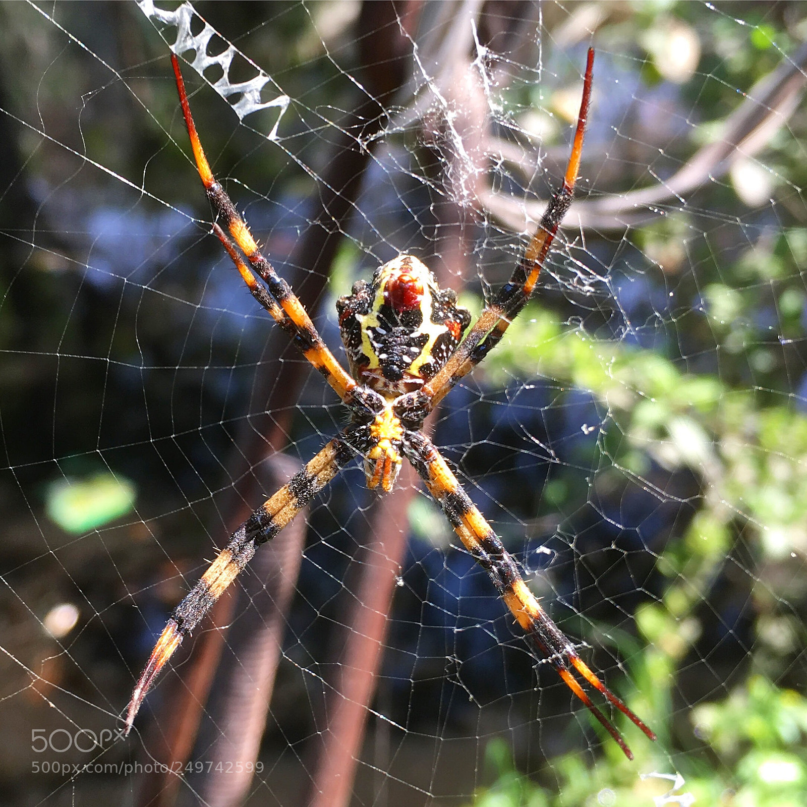 Apple iPhone SE sample photo. Argiope spider  photography