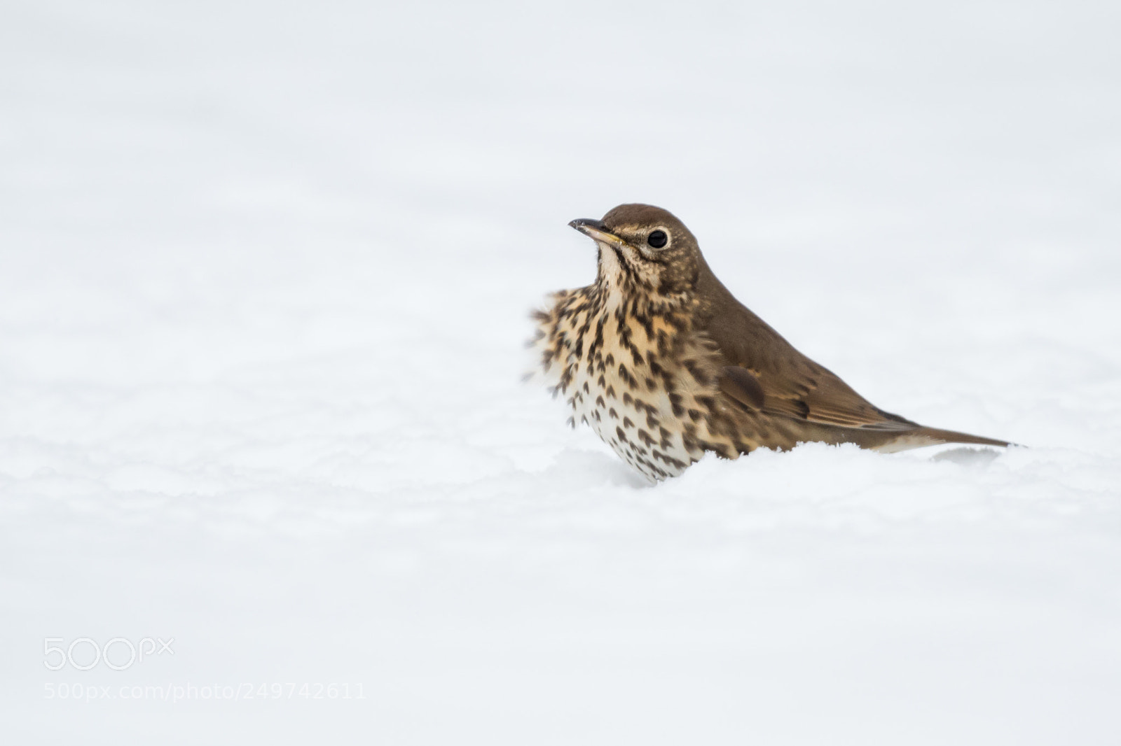 Nikon D800 sample photo. Song thrush in the photography