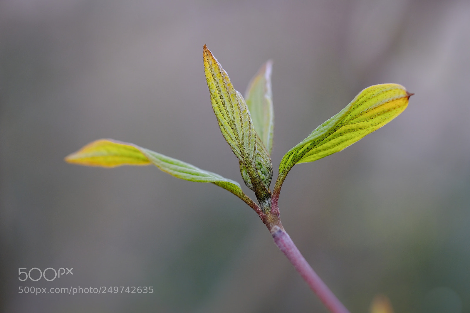 Fujifilm X-T2 sample photo. Feuilles / leaves photography