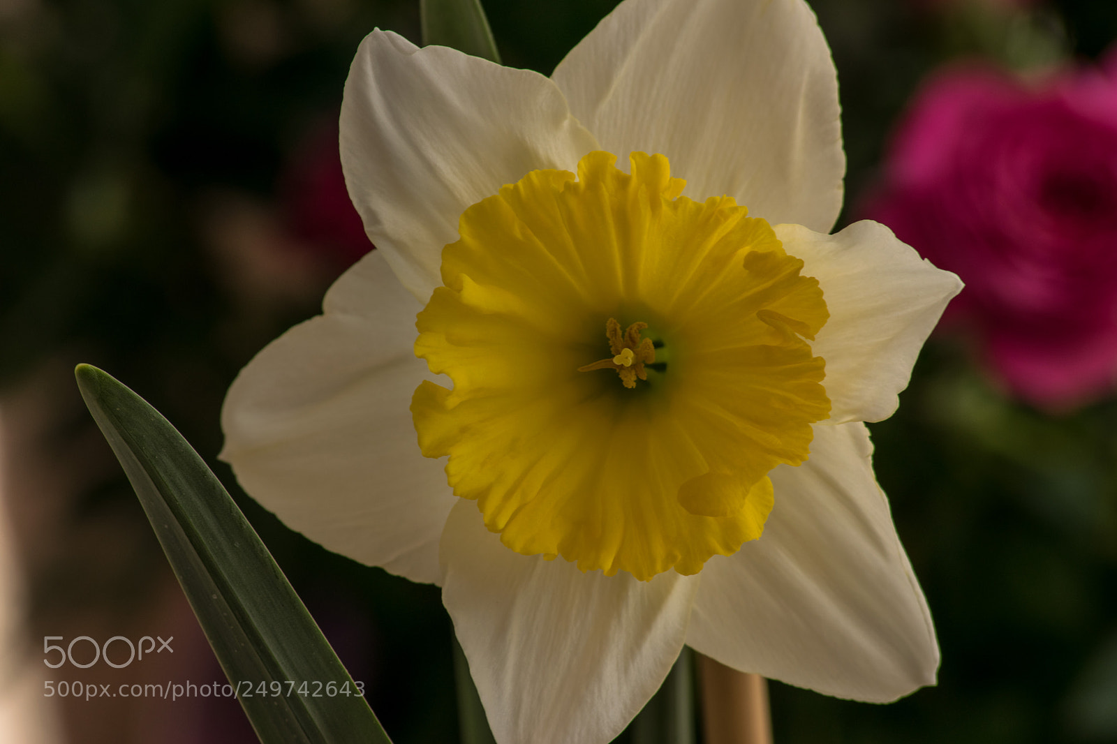 Nikon D3300 sample photo. Narciso photography