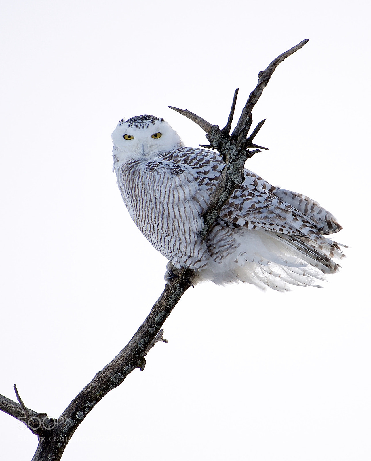 Nikon D500 sample photo. Fullsizeoutput a photography