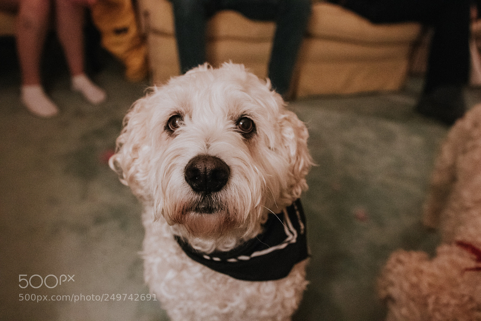 Canon EOS 80D sample photo. Dogs like to party photography