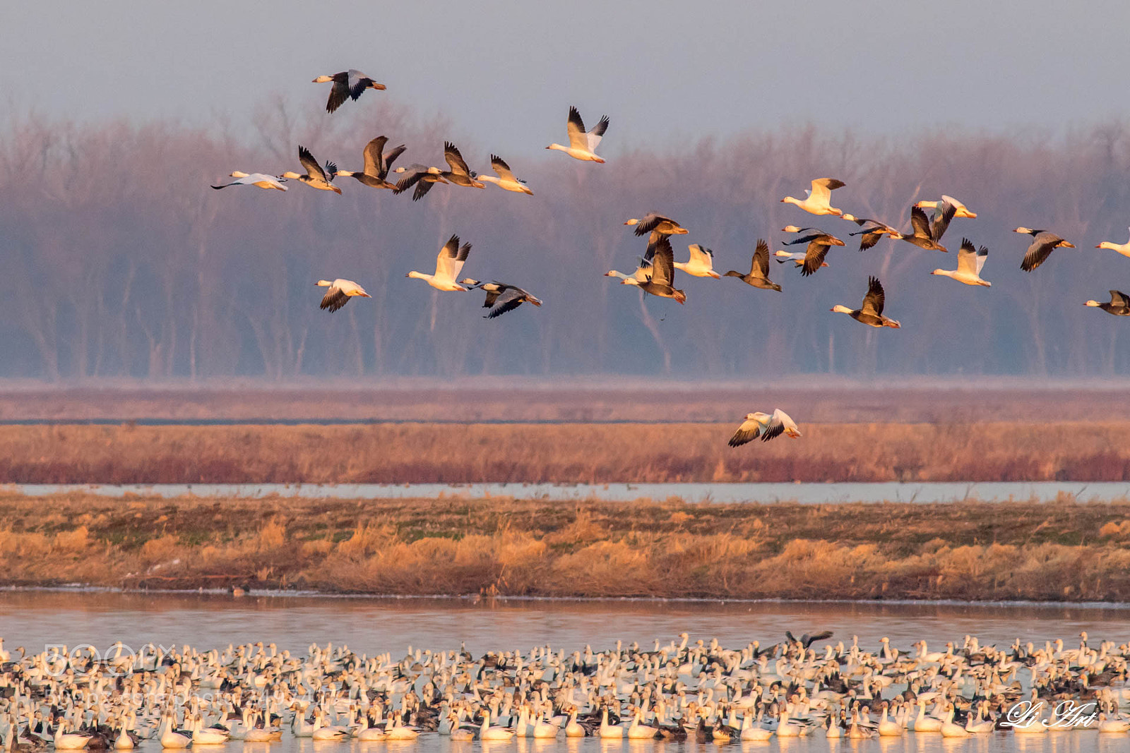 Canon EOS 7D Mark II sample photo. Snow goose photography