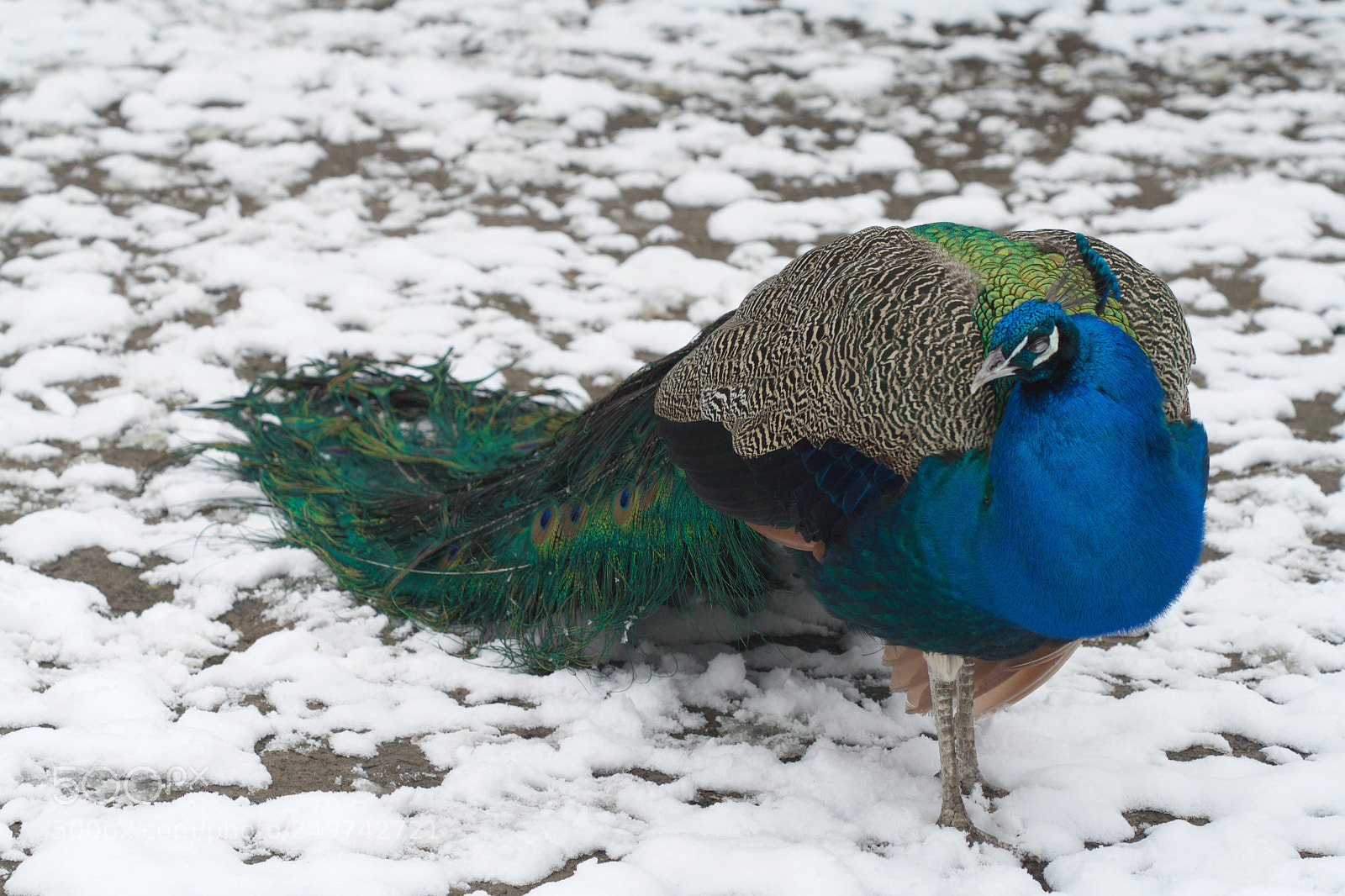 Canon EOS 1000D (EOS Digital Rebel XS / EOS Kiss F) sample photo. Sleeping peacock photography