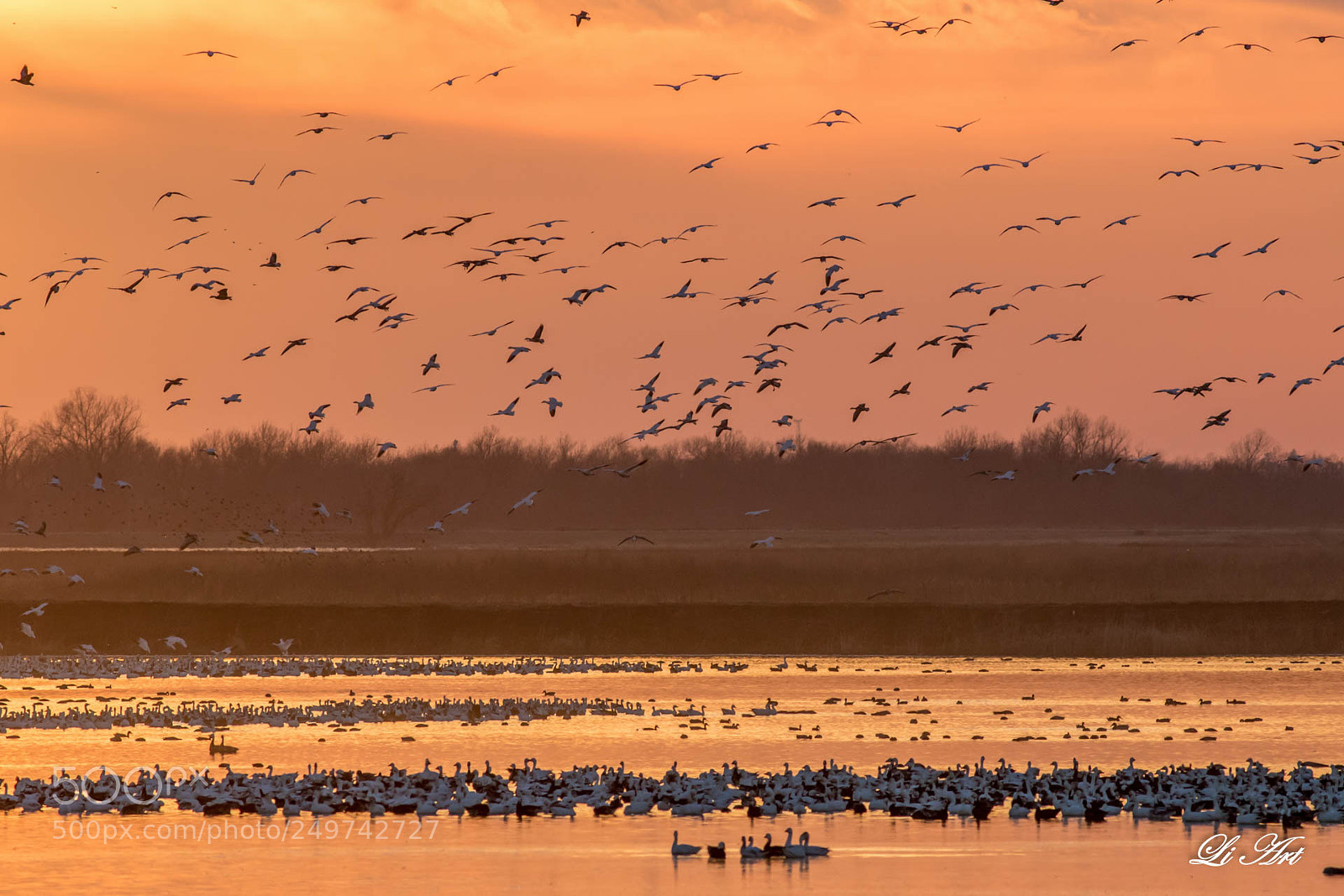 Canon EOS 7D Mark II sample photo. Snow goose photography