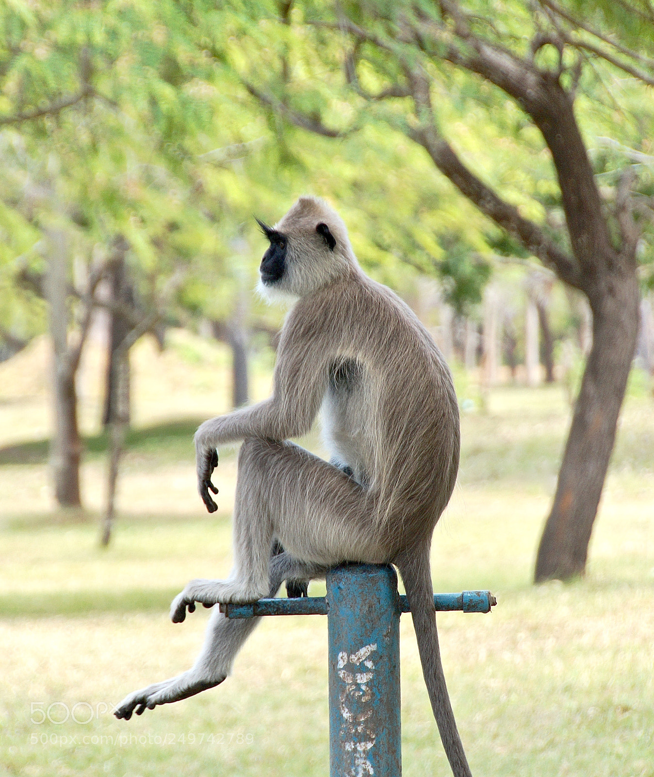 Sony SLT-A58 sample photo. Sitting photography