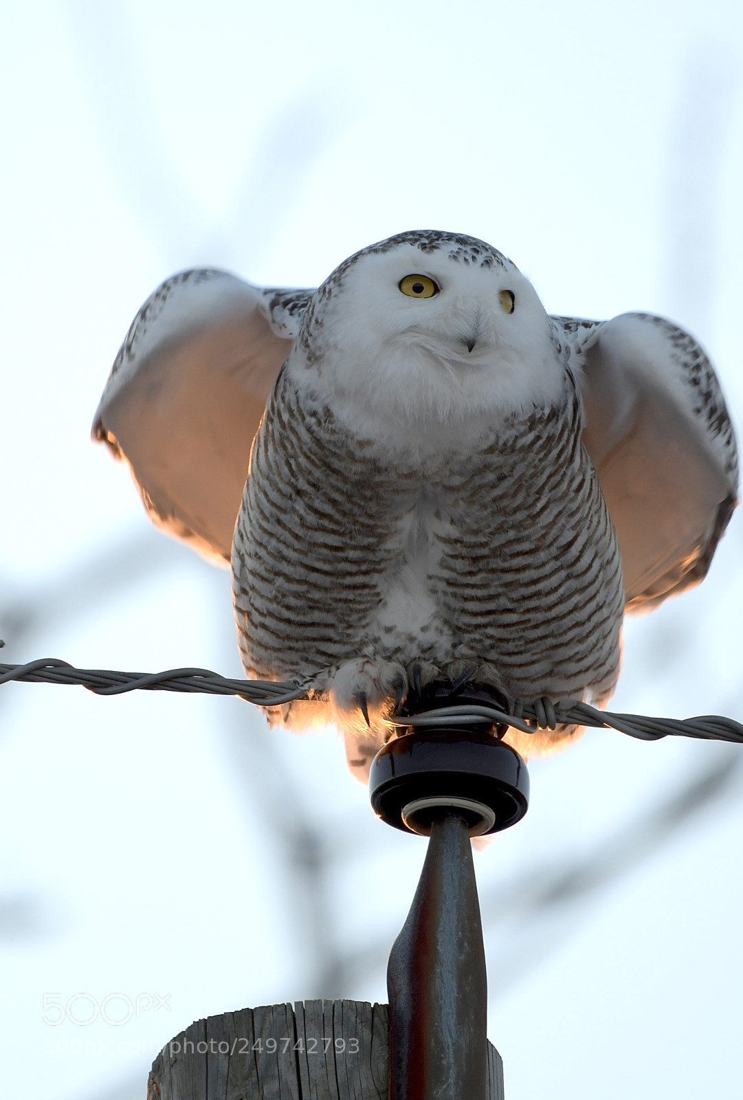Nikon D500 sample photo. Fullsizeoutput aa photography
