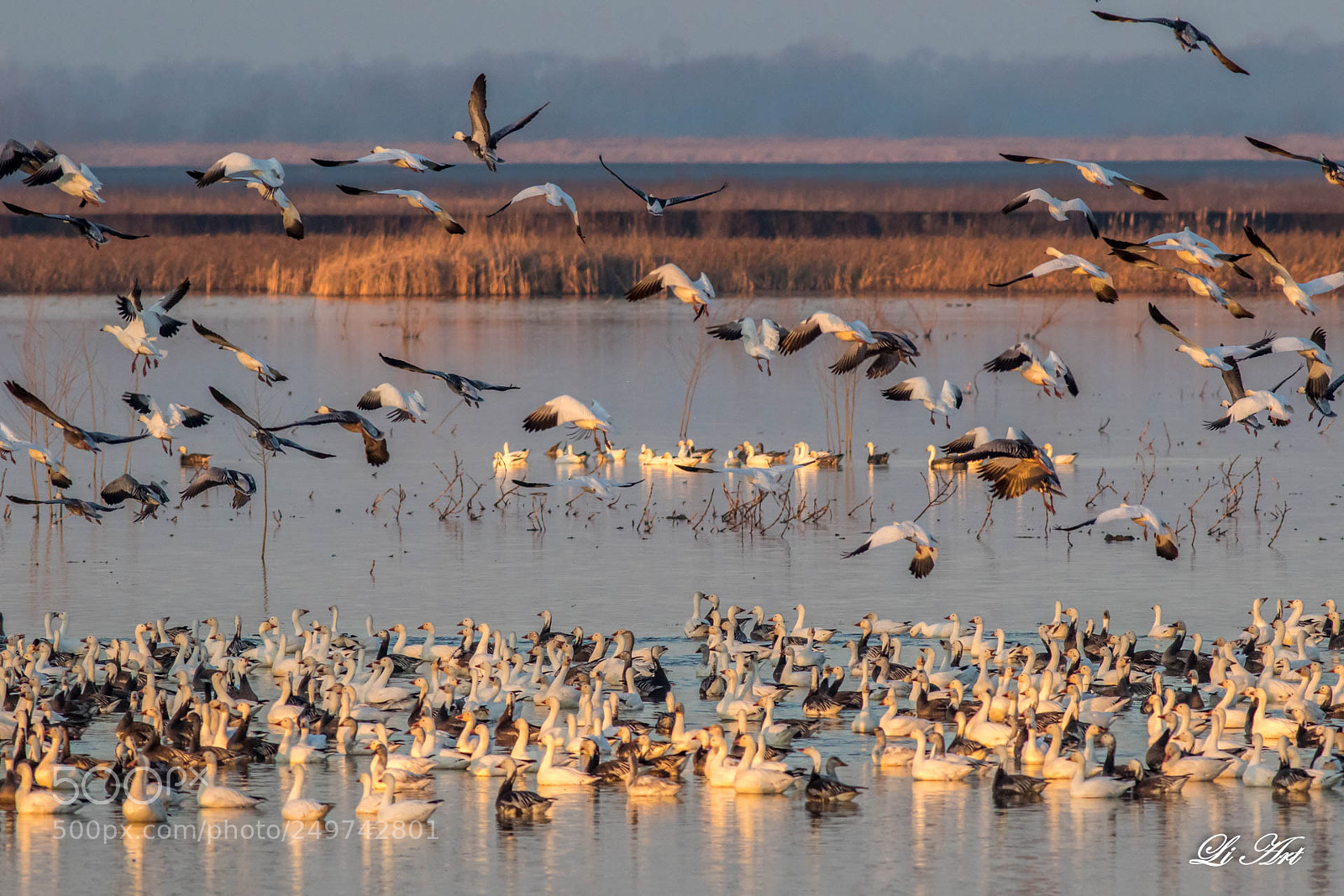 Canon EOS 7D Mark II sample photo. Snow goose photography