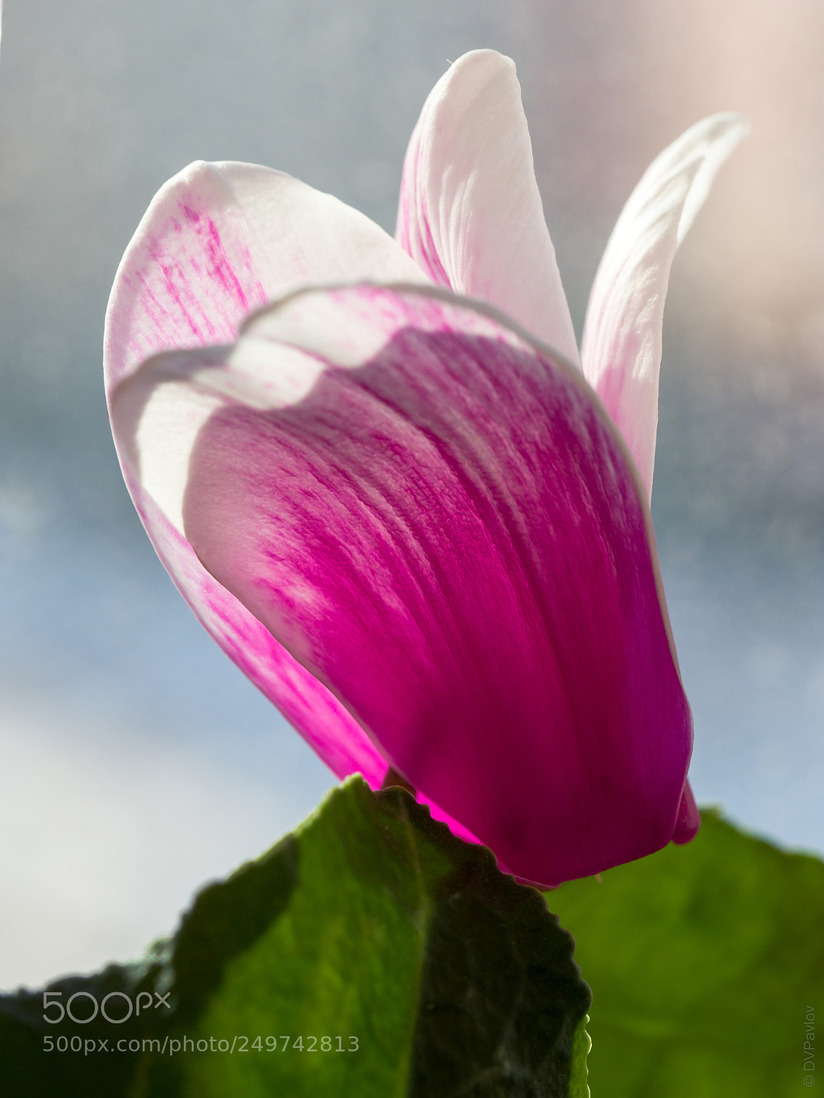 Olympus OM-D E-M1 sample photo. Cyclamen photography