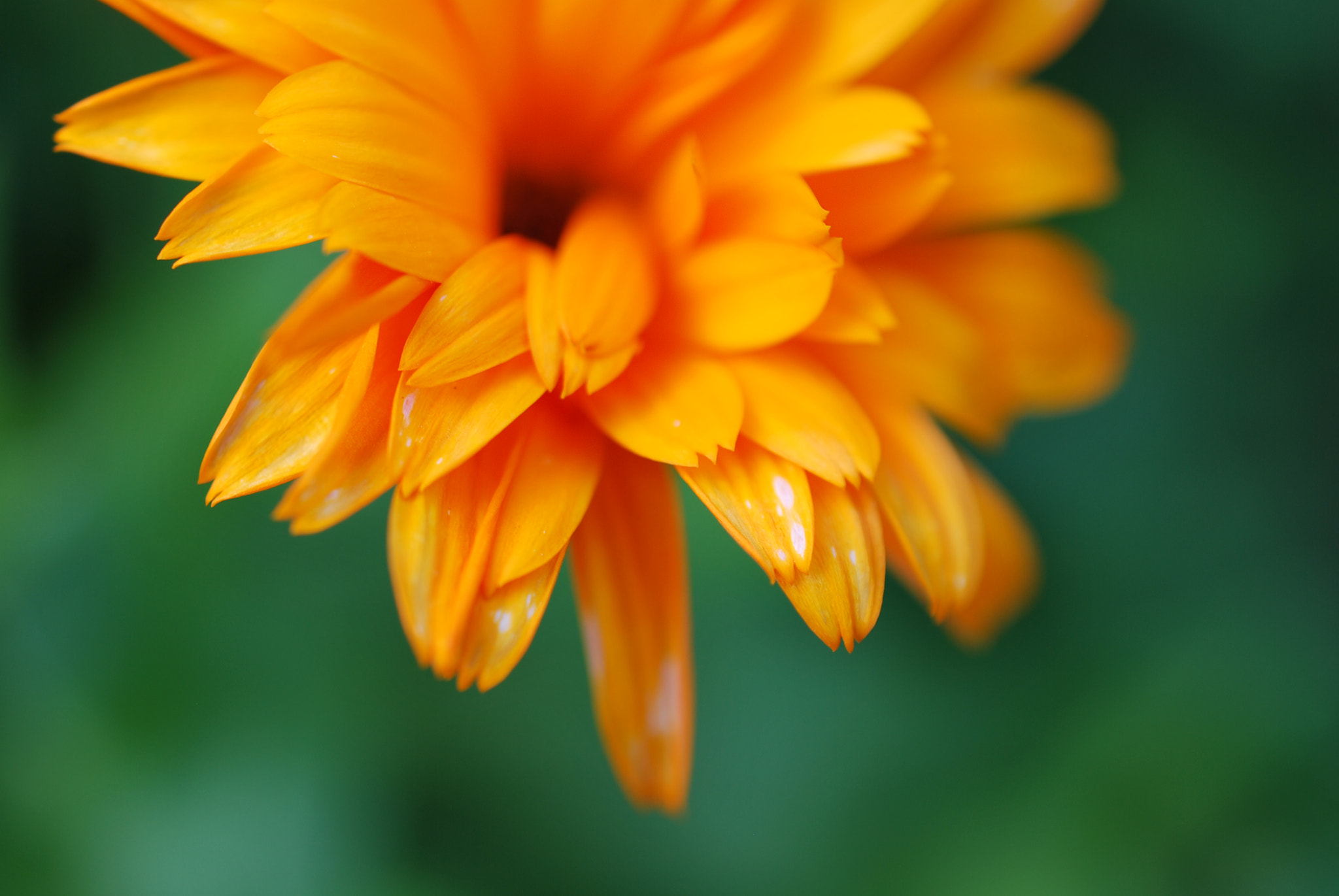 Nikon AF-S DX Micro Nikkor 40mm F2.8 sample photo. Orange photography