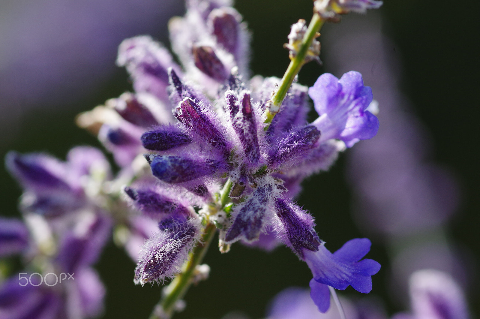 Pentax smc D-FA 100mm F2.8 Macro WR sample photo. Purple star photography