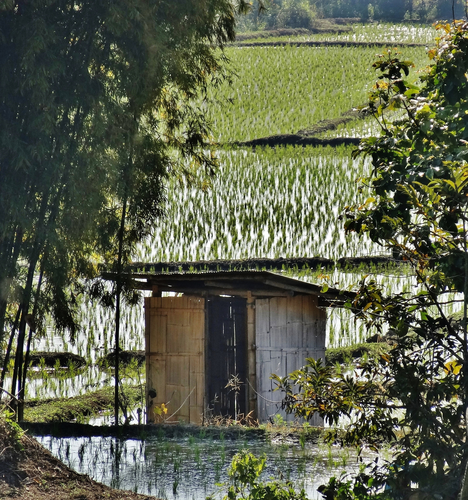 Sony Cyber-shot DSC-HX30V sample photo. Rice paddy photography