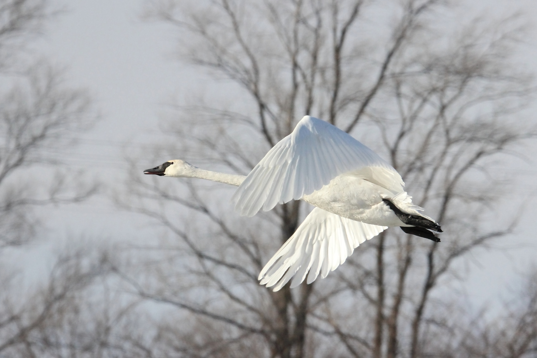 Tamron SP 150-600mm F5-6.3 Di VC USD sample photo. Trumpeter swan in flight photography