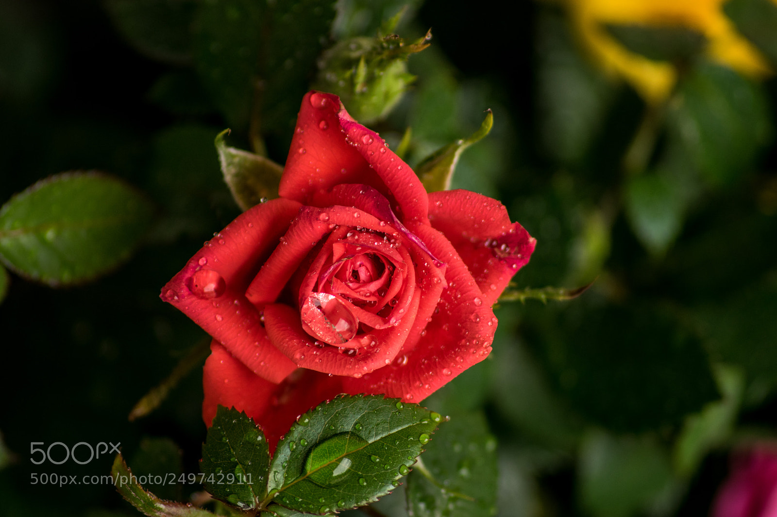 Nikon D3300 sample photo. Red passion photography