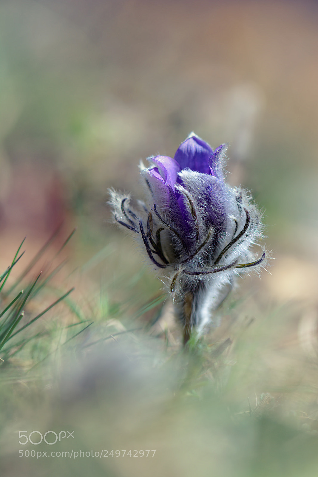 Nikon D7100 sample photo. Pulsatilla montana photography