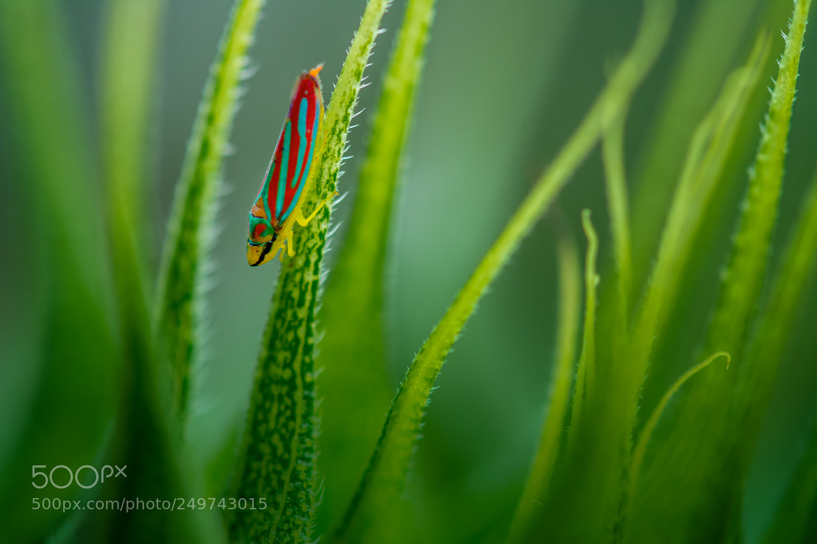 Nikon D7100 sample photo. Candy striped photography