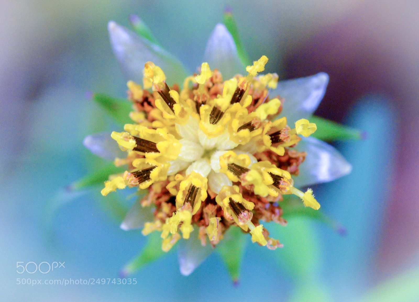 Nikon D600 sample photo. Colorama  photography