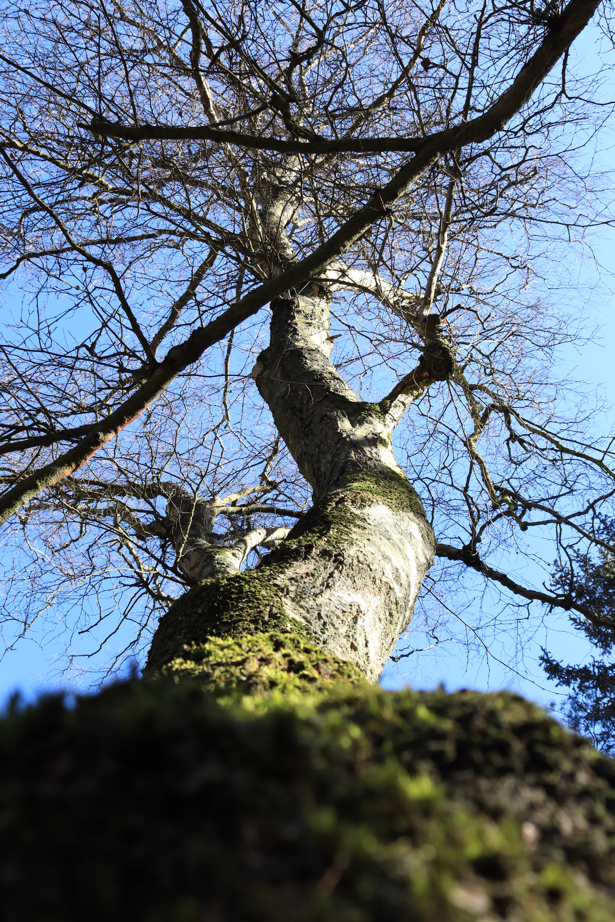 Canon EF-S 18-55mm F3.5-5.6 IS sample photo. Tree photography