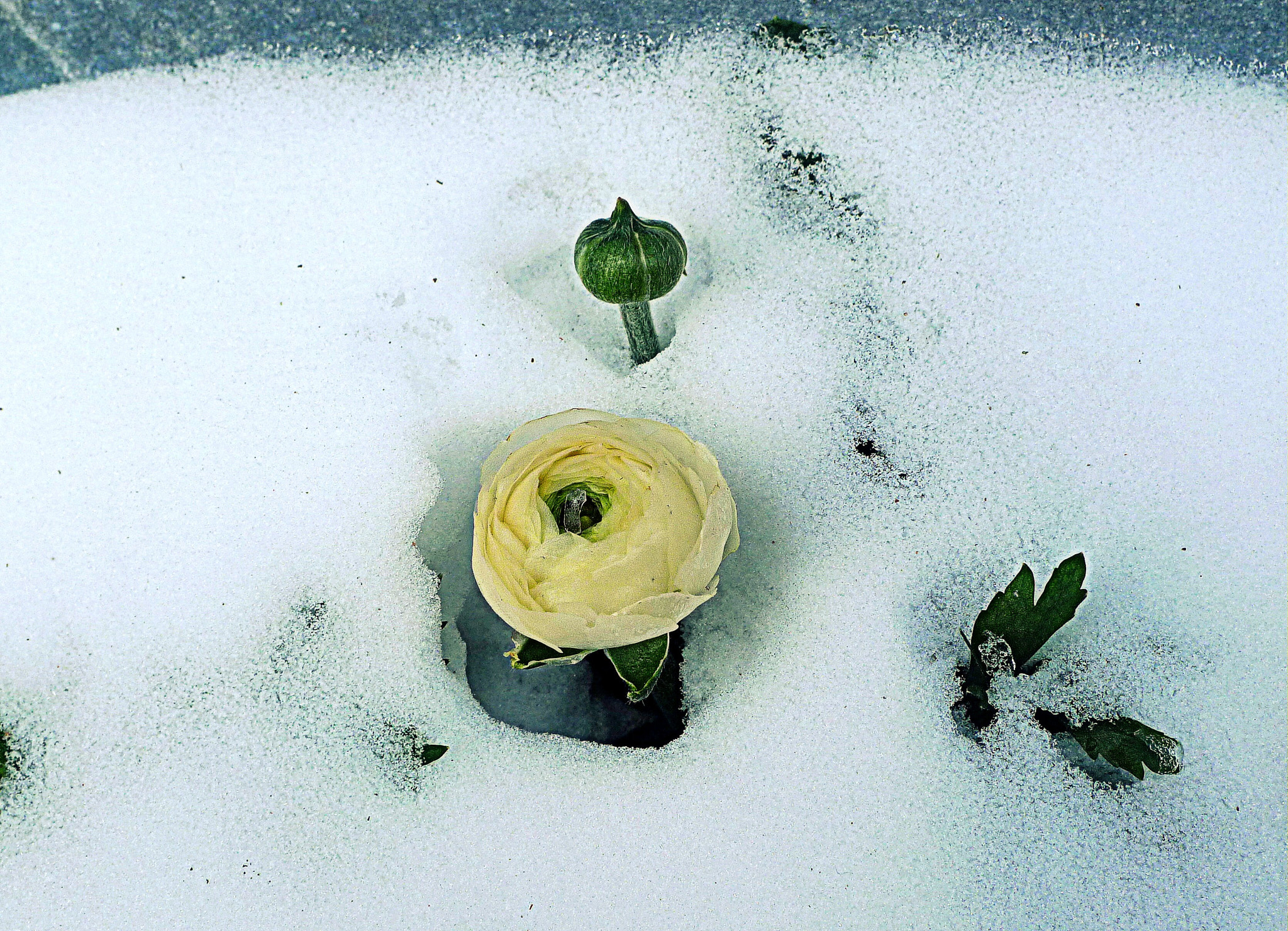 Panasonic Lumix DMC-LX3 sample photo. Power of springtime photography
